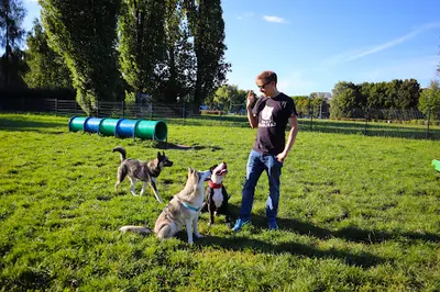 Dawid Baron "Dogtorant" Szkolenie Psów Katowice / Behawiorysta